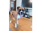 Adopt Rex a Tan/Yellow/Fawn - with White Boxer / Mixed dog in Sanford