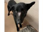 Adopt Tango a German Shepherd Dog / Mixed dog in San Diego, CA (39142812)