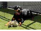 Adopt Delilah a Rottweiler / Mixed dog in San Diego, CA (39152479)