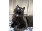 Adopt Sonny a Domestic Mediumhair / Mixed cat in Cranbrook, BC (39167484)