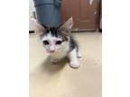 Adopt Madix a Domestic Shorthair / Mixed (short coat) cat in Tool, TX (39182874)