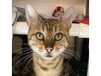 Adopt Electra a Bengal / Mixed cat in Santa Rosa, CA (39176063)