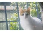 Adopt newnew a Orange or Red Tabby Domestic Shorthair / Mixed (short coat) cat