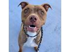 Adopt Flume a Tan/Yellow/Fawn American Staffordshire Terrier / Mixed Breed