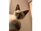 Adopt Cannellini a Siamese / Mixed cat in Sherwood, OR (39167644)