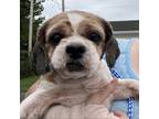 Adopt Harvey a Shih Tzu / Mixed dog in Normal, IL (39182888)