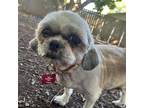 Adopt Cora a Shih Tzu / Mixed dog in Normal, IL (39182887)