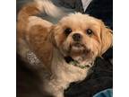 Adopt Cami a Shih Tzu / Mixed dog in Normal, IL (39182886)
