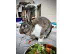 Adopt Luna a Dwarf / Mixed rabbit in Vancouver, BC (39110336)