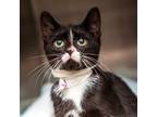Adopt Maizy a All Black Domestic Shorthair / Mixed cat in Hattiesburg