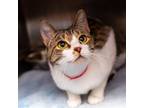 Adopt Oceana a White Domestic Shorthair / Mixed cat in Hattiesburg