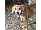 Adopt Ground Beef a Labrador Retriever / Mixed dog in Hattiesburg, MS (39169321)