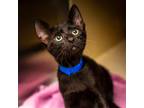 Adopt Muffin Man a All Black Domestic Shorthair / Mixed cat in Hattiesburg