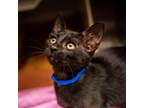 Adopt Tiger a All Black Domestic Shorthair / Mixed cat in Hattiesburg