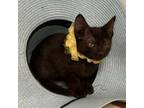 Adopt Moe a All Black Domestic Shorthair / Mixed cat in Hattiesburg