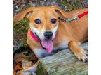 Adopt Grits a Tan/Yellow/Fawn Labrador Retriever / Mixed dog in Hattiesburg