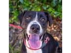 Adopt Vibe Check a Black Labrador Retriever / Mixed dog in Hattiesburg