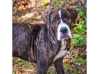 Adopt Titan a Brindle Boxer / Black Mouth Cur / Mixed dog in Hattiesburg