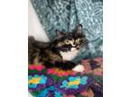 Adopt Pacific a Domestic Shorthair / Mixed (short coat) cat in Grand Forks