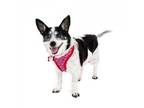 Adopt Ramie 11070 a White - with Tan, Yellow or Fawn Rat Terrier / Mixed dog in