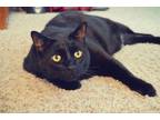 Adopt Jeanluc a Black (Mostly) Bombay / Mixed (medium coat) cat in Wayne