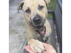 Adopt Isabelle a Tan/Yellow/Fawn Black Mouth Cur / Mixed dog in Sarasota