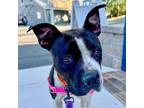 Adopt Olivia Jane a Black American Pit Bull Terrier / Boxer / Mixed dog in