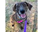 Adopt Evie a Brindle Plott Hound / Mixed dog in Arlington, VA (39158509)