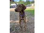 Adopt Capp Louisiana* a German Shorthaired Pointer / Mixed dog in Rockaway
