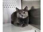 Adopt Pawline a Gray or Blue Domestic Shorthair / Domestic Shorthair / Mixed cat