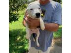 Adopt Bosley a White - with Tan, Yellow or Fawn Coonhound / Mixed dog in