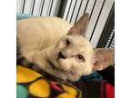 Adopt Grainfield a White (Mostly) Siamese / Mixed cat in Shawnee, KS (39182637)