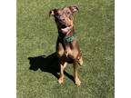 Adopt Mylo a Brown/Chocolate Doberman Pinscher / Mixed Breed (Medium) / Mixed