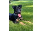 Adopt Peter a Shepherd (Unknown Type) / Rottweiler / Mixed dog in Birmingham