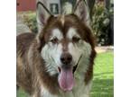 Adopt Klondike - ECAS a Alaskan Malamute / Mixed dog in Pleasanton