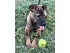 Adopt Moe Lonestar a Brindle Terrier (Unknown Type, Medium) / Mastiff / Mixed