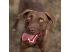 Adopt SHAY a Tan/Yellow/Fawn Labrador Retriever / Mixed dog in Kyle