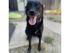 Adopt Jasmine a Black Retriever (Unknown Type) / Mixed dog in West Des Moines