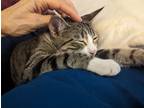 Adopt Snickers a Tiger Striped American Shorthair / Mixed (short coat) cat in