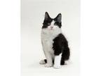 Adopt Poe's Edgar KITTEN a Black & White or Tuxedo Domestic Longhair / Mixed