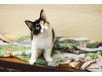 Adopt Dolly a Calico (medium coat) cat in Fresno, CA (39152657)