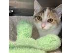 Adopt Sky a Calico or Dilute Calico Domestic Shorthair / Mixed cat in Moose Jaw