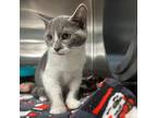 Adopt River a Gray or Blue Domestic Shorthair / Mixed cat in Moose Jaw