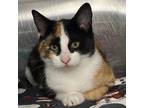 Adopt Ember a Calico or Dilute Calico Domestic Shorthair / Mixed cat in Moose