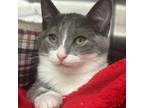 Adopt Forest a Gray or Blue Domestic Shorthair / Mixed cat in Moose Jaw