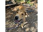 Adopt Winston a Tan/Yellow/Fawn Collie / Hound (Unknown Type) / Mixed dog in