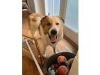Adopt Gerard a White - with Brown or Chocolate Great Pyrenees dog in Raleigh