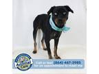 Adopt Van Gogh a Black Rottweiler / Mixed dog in Greenville, SC (39164533)