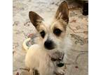 Adopt Betty Boop a White - with Tan, Yellow or Fawn Rat Terrier / Mixed dog in