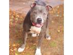 Adopt Linda 23-08-52 a Gray/Silver/Salt & Pepper - with Black Pit Bull Terrier /